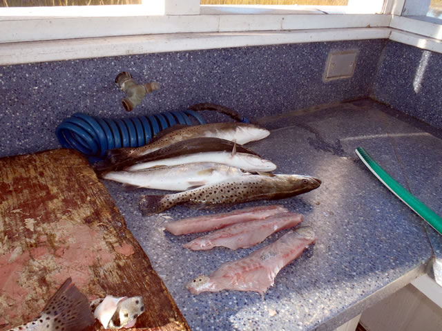 Inshore Fishing report from Capt. Rick Georgia saltwater fishing guide
